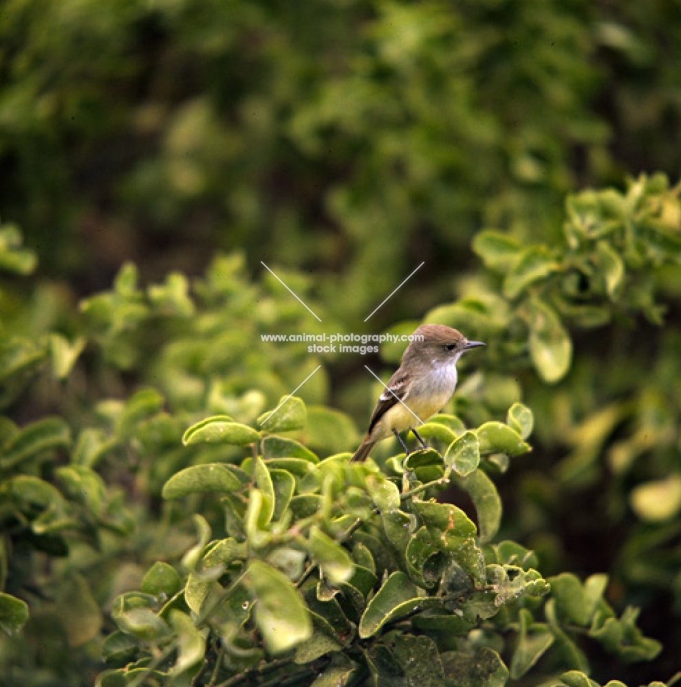 female vermillion fly catcher on branch, jervis island, galapagos  islands