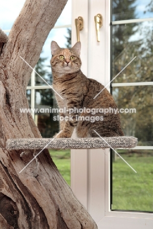 Manx cat in cat tree