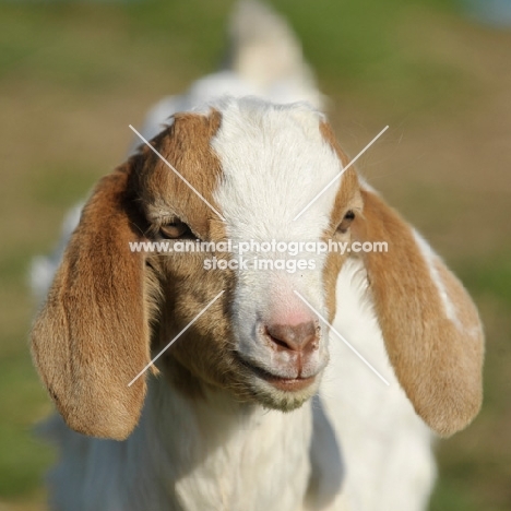 Boer goat kid