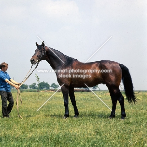 North Star Furioso mare at Mezőhegyes