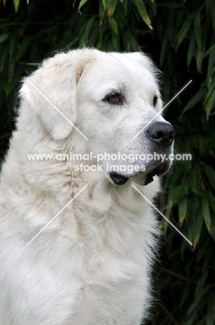 Polish Tatra Herd Dog