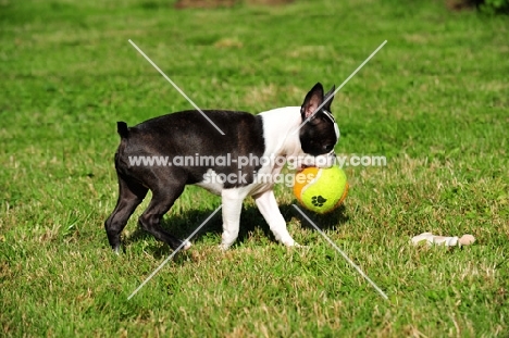Boston Terrier with ball