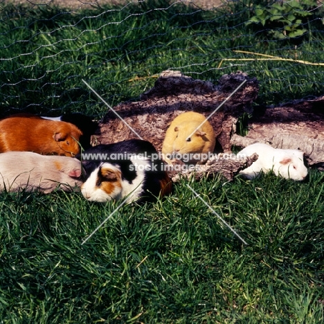 group of short-haired guinea pigs on grass beside tree bark, red, buff, black, golden and cream with peruvian tortie and white in front