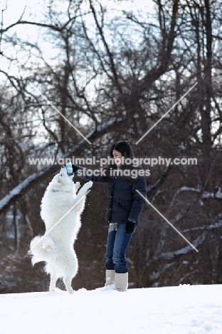 owner playing with Samoyed dog in snow