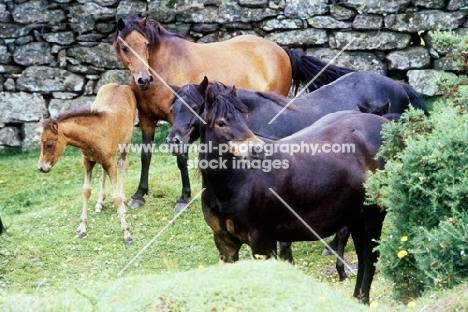dartmoor ponies together on dartmoor