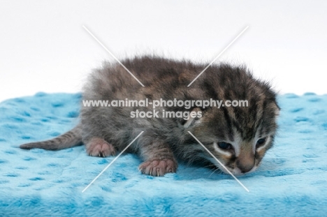 2 week old Asian Leopard kitten