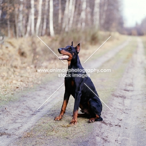 international champion dobermann with cropped ears