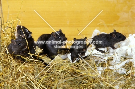 group of five black gerbils with shredded paper and hay bedding