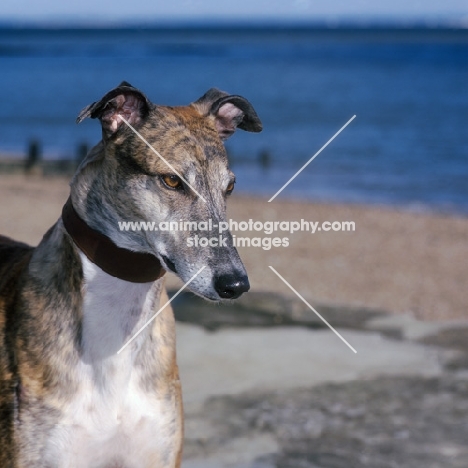 rescued racing bred greyhound, roscrea emma