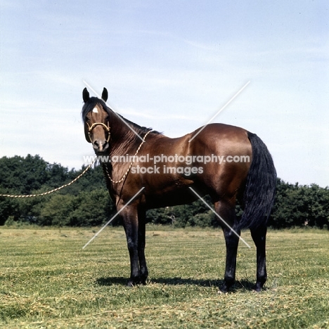 quarter horse posed to show muscled hind quarters
