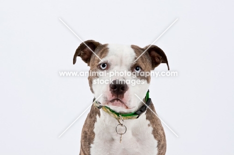 American Staffordshire Terrier looking at camera