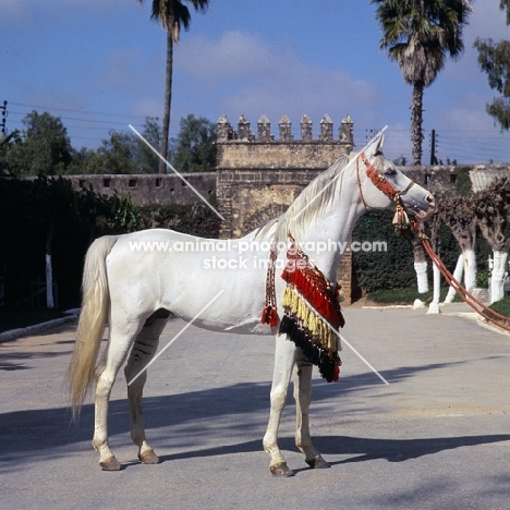 Piramide, Moroccan Arab stallion full body 