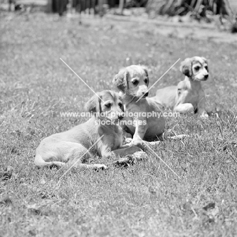 three saluki puppies