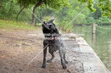 Labrador shaking himself dry after a swim