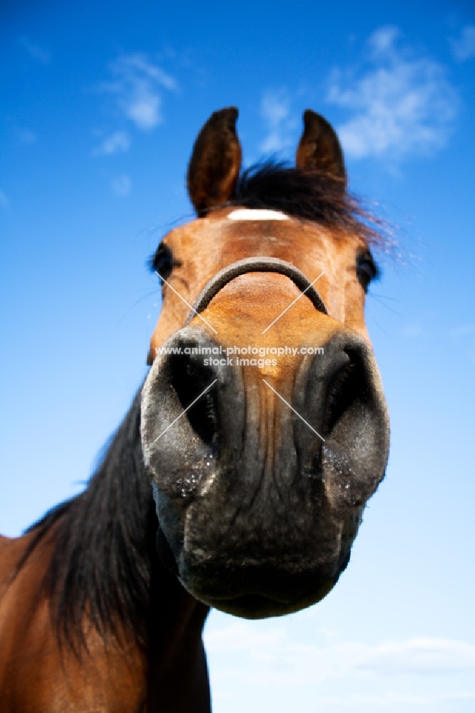 Arabian wide angle - nose