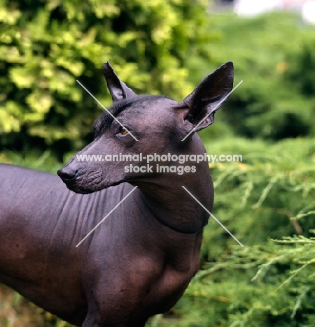  ch moctezuma, mexican hairless looking back