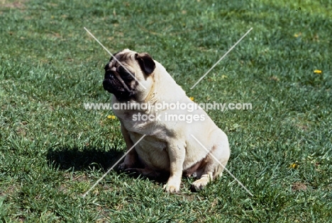 fat pug sitting down resting