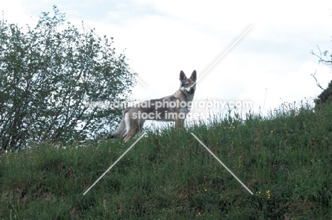 czech wolfdog on hillside