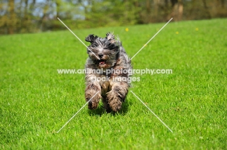 blue merle Bergamasco