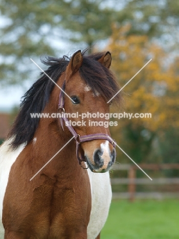 Skewbald horse, portrait