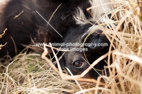 long-haired Chihuahua rolling in grass