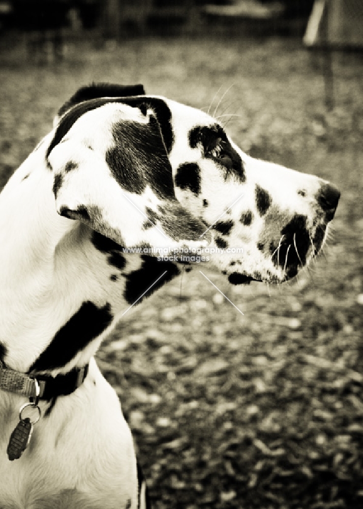 Great Dane profile