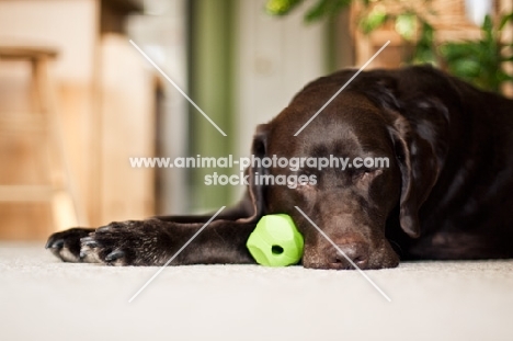 Chocolate Labrador laying with ball