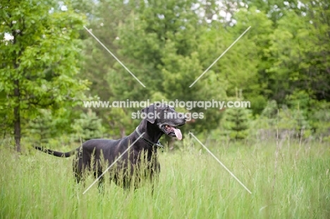Black Great Dane standing in long grass.