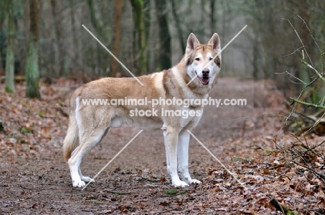 Saarloos Wolfhound