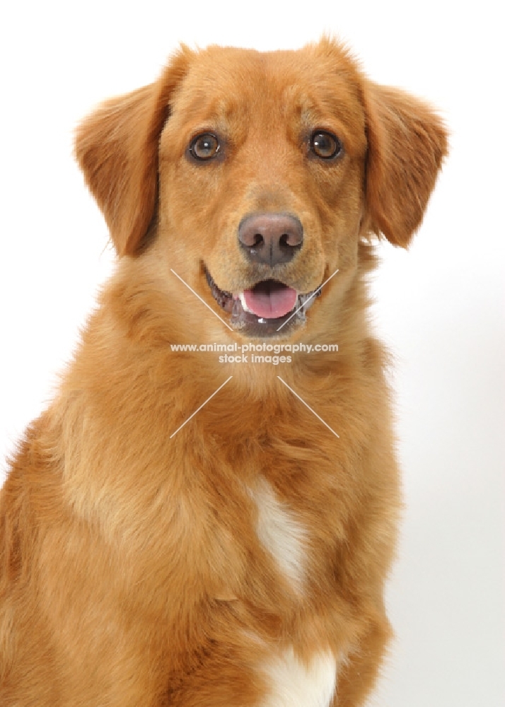 tan and white Nova Scotia Duck Tolling Retriever, looking at camera