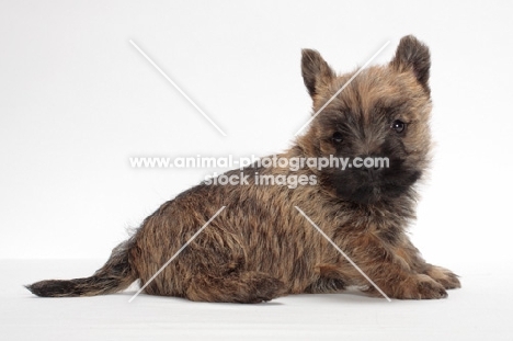 Cairn Terrier puppy sitting down