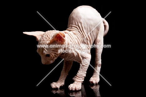 wrinkly sphynx kitten arching