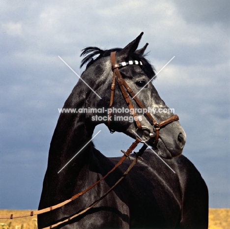 herzröschen, trakehner mare head study against grey sky