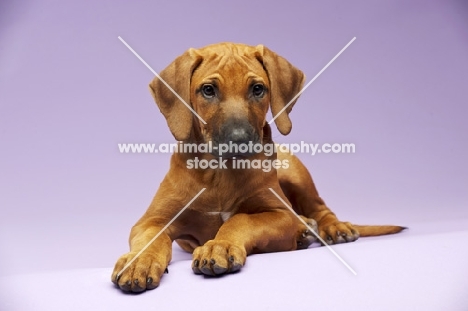 Rhodesian Ridgeback puppy lying on lilac background