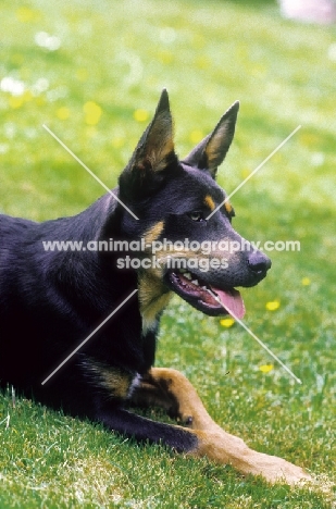 Australian Kelpie