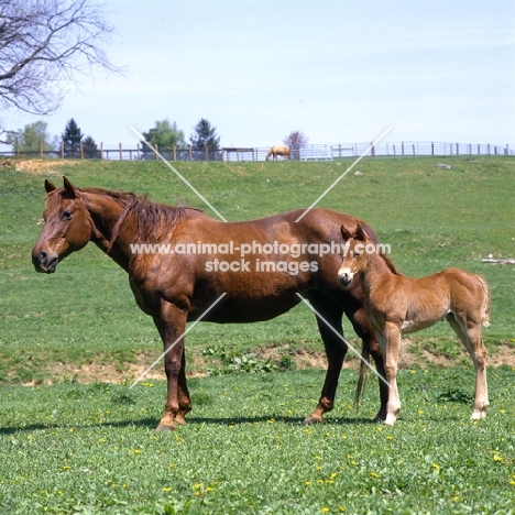 quarter horse mare and foal in usa