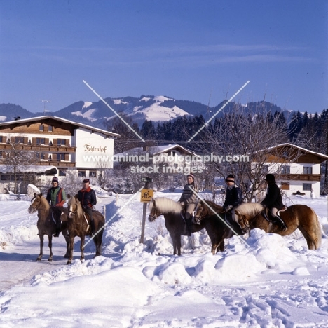 Riding school group of Haflingers being ridden in snow at Fohlenhof, Ebbs, Austria