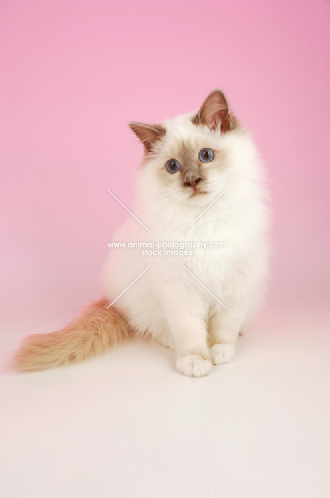 lilac point birman kitten