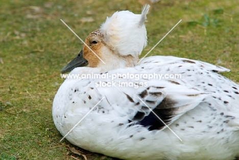 white crested duck lying on grass
