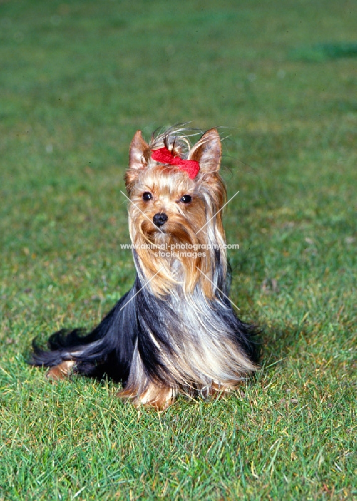 yorkshire terrier sitting 