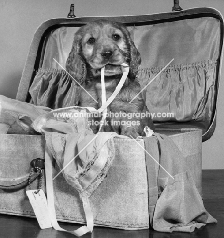Cocker Spaniel puppy in suitcase
