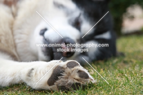 Alaskan Malamute sleeping