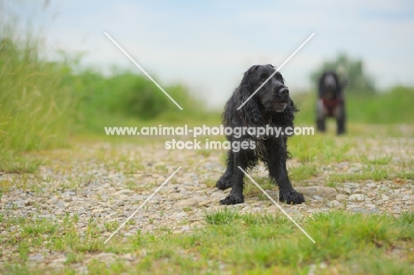 black cocker spaniel standing in a field