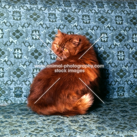 champion comari clover, red tabby long hair cat