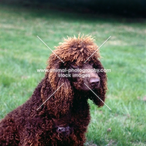 irish water spaniel