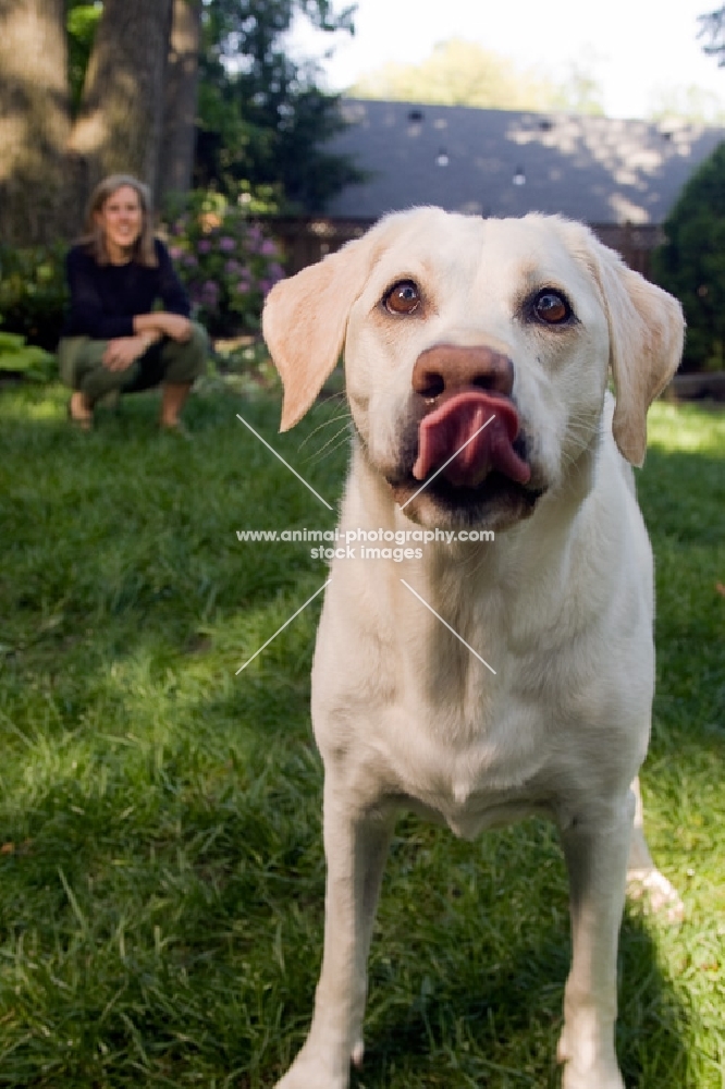 dog with tongue out