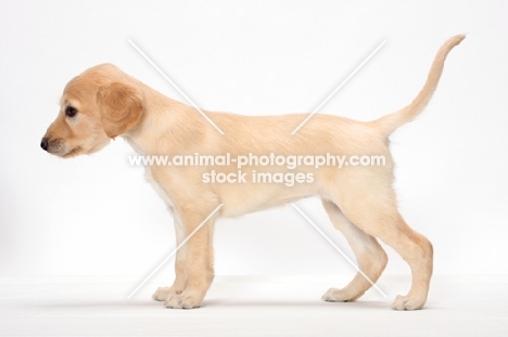 Saluki puppy side view