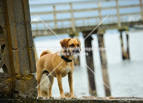 Puggle (pug cross beagle, hybrid dog) near shore