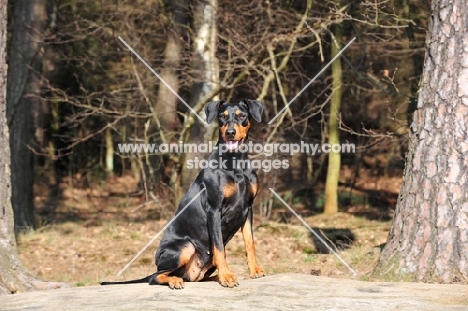 German Pinscher sitting near forest