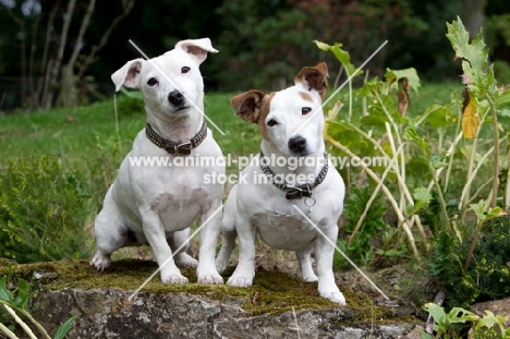 two Jack Russell Terriers in a garden